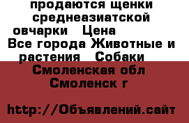 продаются щенки среднеазиатской овчарки › Цена ­ 30 000 - Все города Животные и растения » Собаки   . Смоленская обл.,Смоленск г.